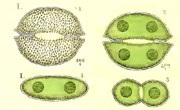 Cosmarium obsoletum #75755