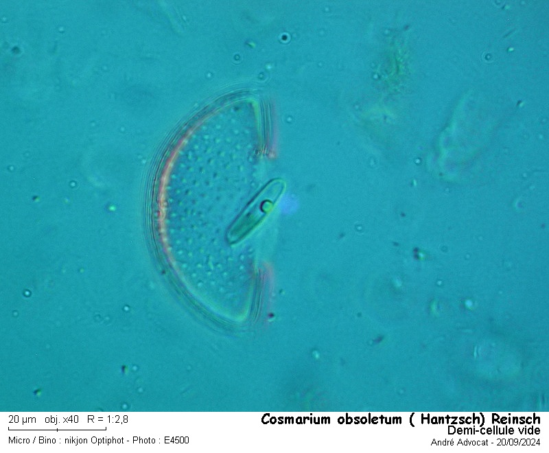Cosmarium obsoletum ( Hantzsch) Reinsch #80194