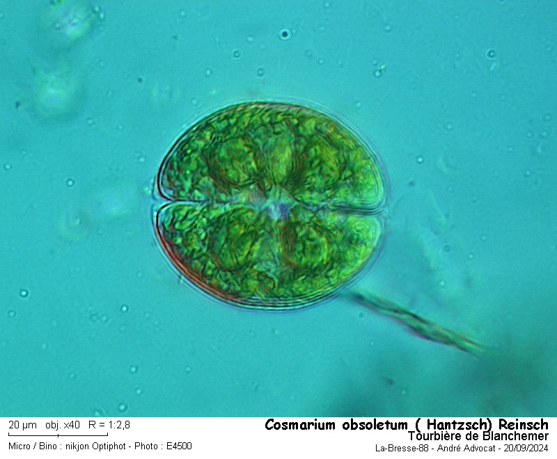 Cosmarium obsoletum ( Hantzsch) Reinsch #80192