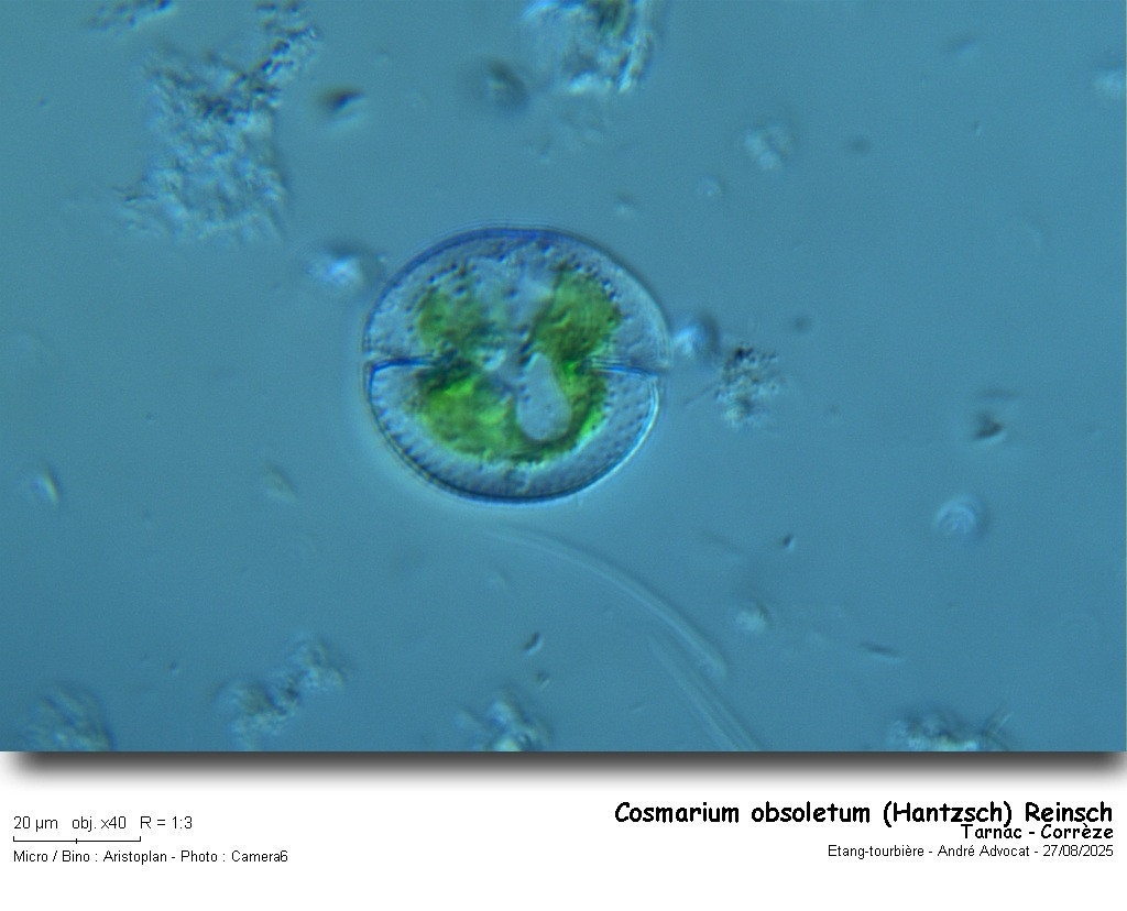 Cosmarium obsoletum ( Hantzsch) Reinsch #83451