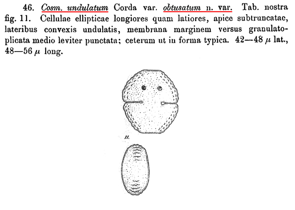 Cosmarium obtusatum Schmidle, 1898 #78985