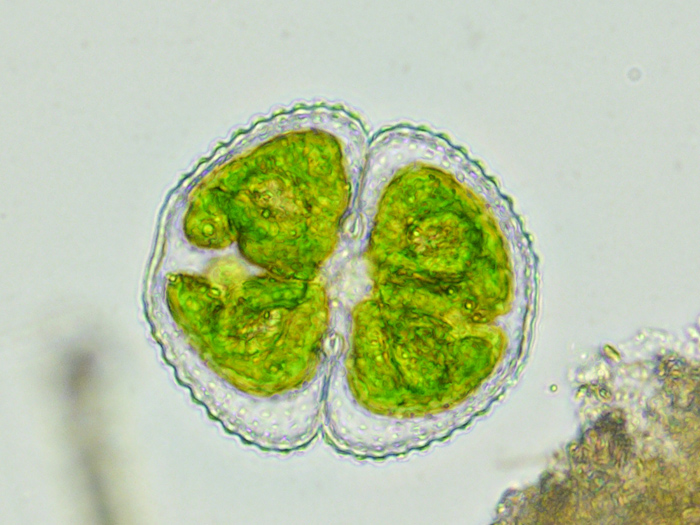 Cosmarium obtusatum Schmidle, 1898 #69171