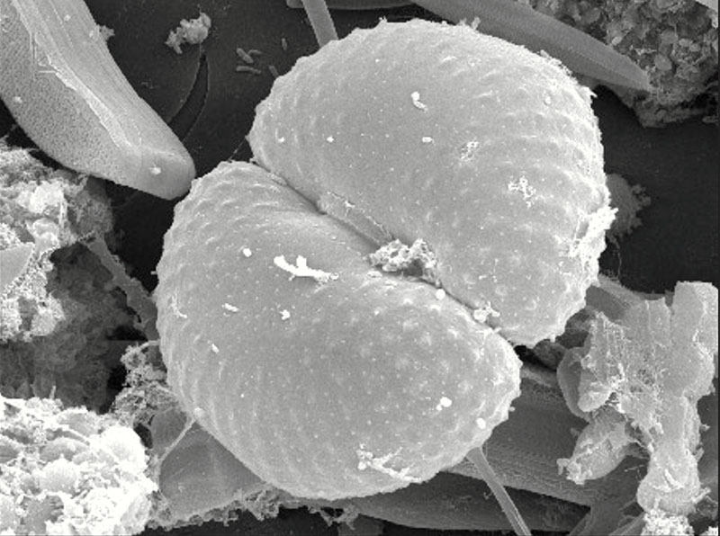 Cosmarium obtusatum Schmidle #78905