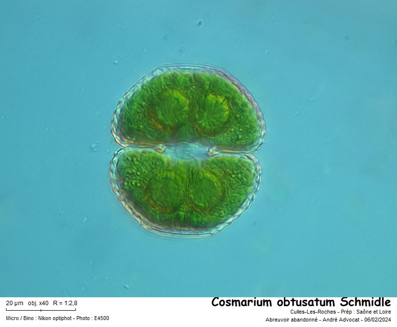 Cosmarium obtusatum Schmidle #78750