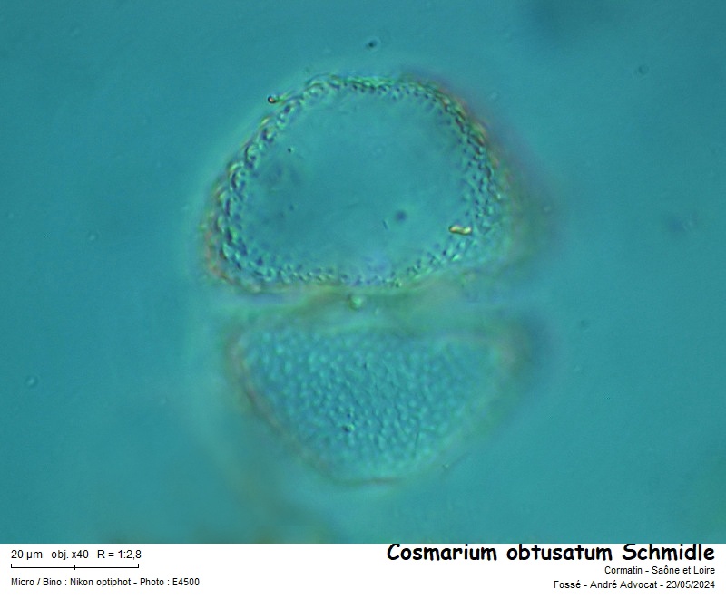 Cosmarium obtusatum Schmidle #78896