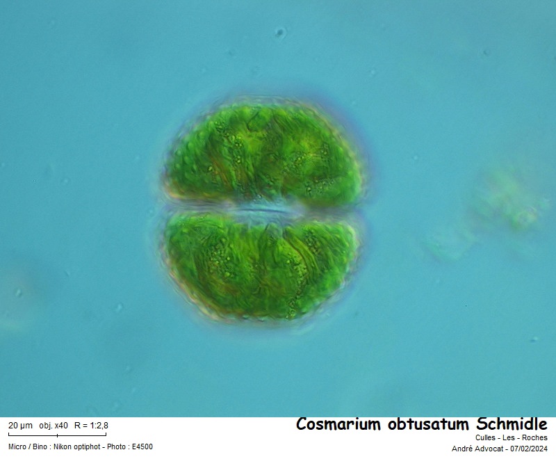 Cosmarium obtusatum Schmidle #78751