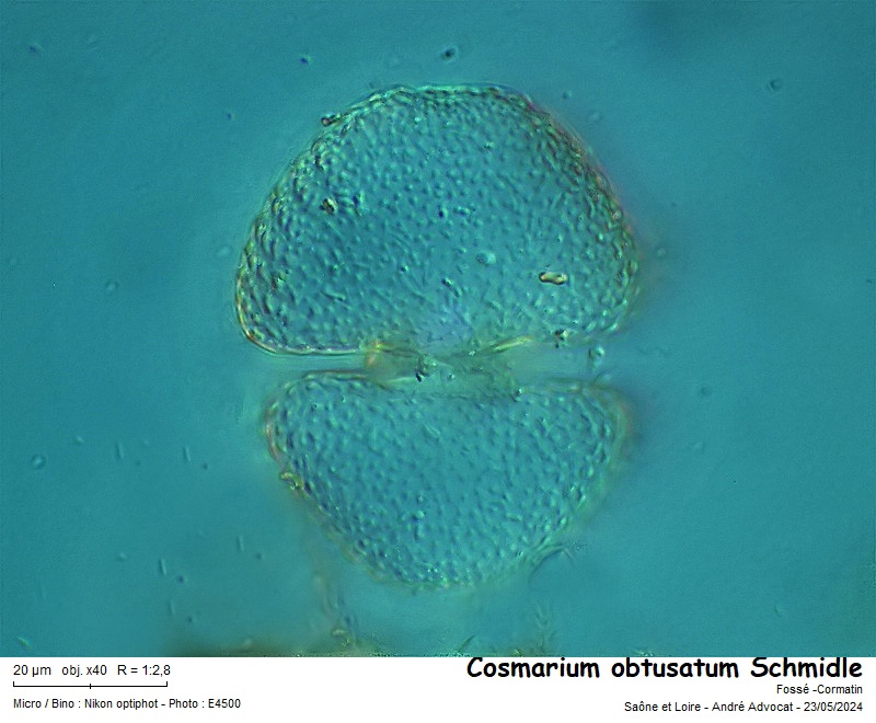 Cosmarium obtusatum Schmidle #78904