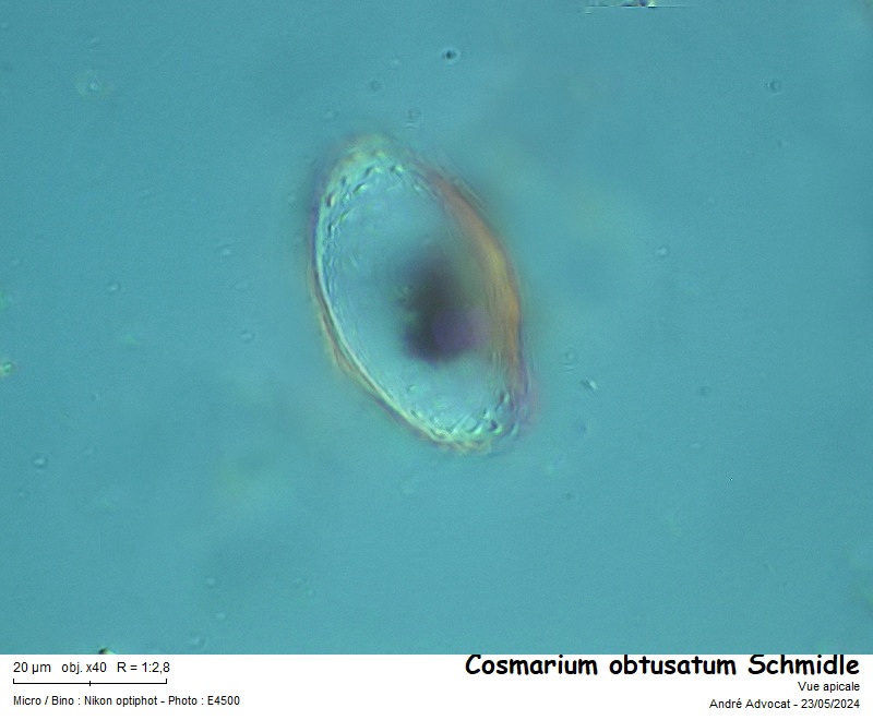 Cosmarium obtusatum Schmidle #78897