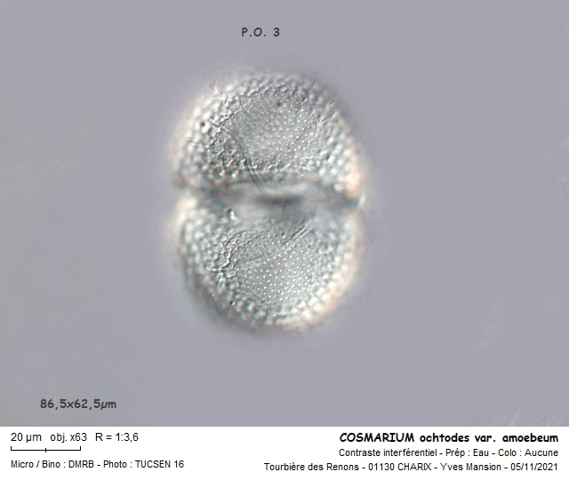 COSMARIUM ochthodes var. amoebum #68528