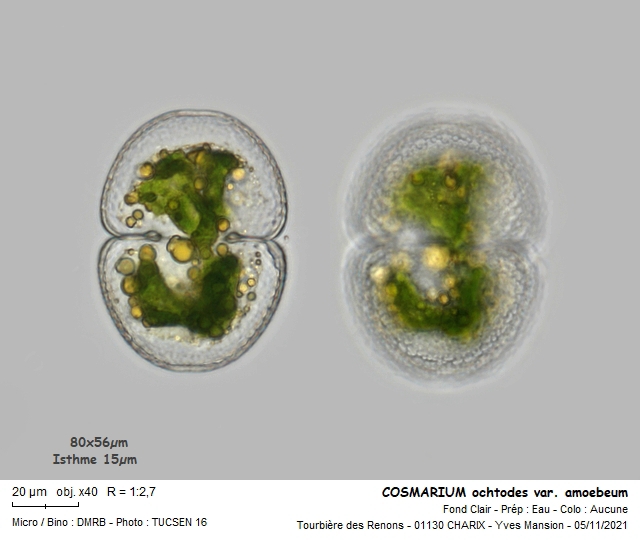 COSMARIUM ochthodes var. amoebum #68530