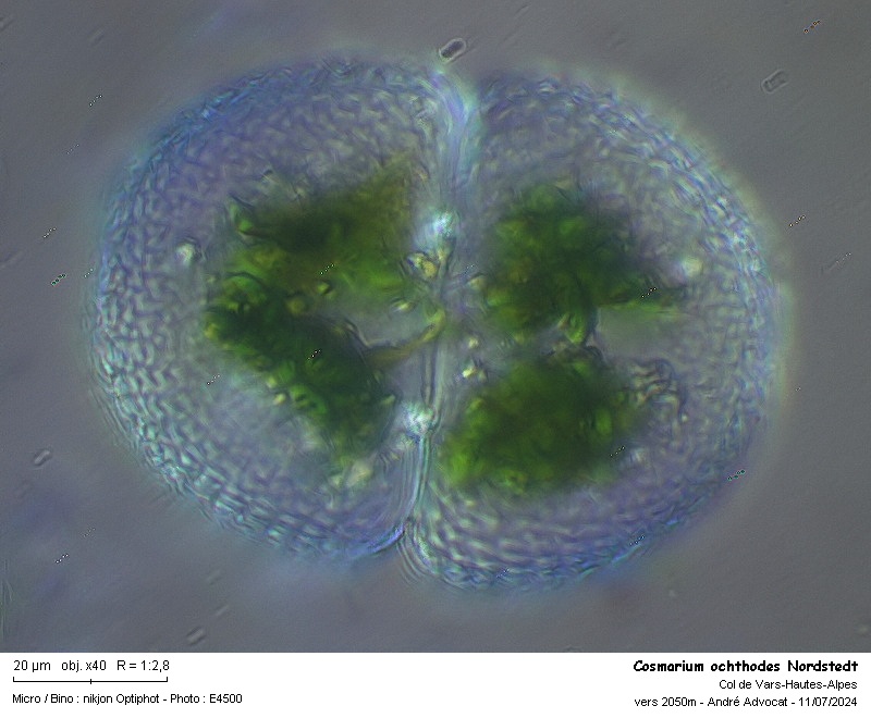 Cosmarium ochthodes Nordstedt #79407