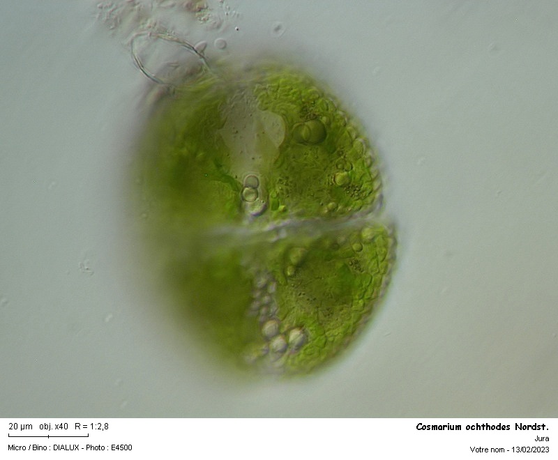 Cosmarium ochthodes Nordstedt #73644