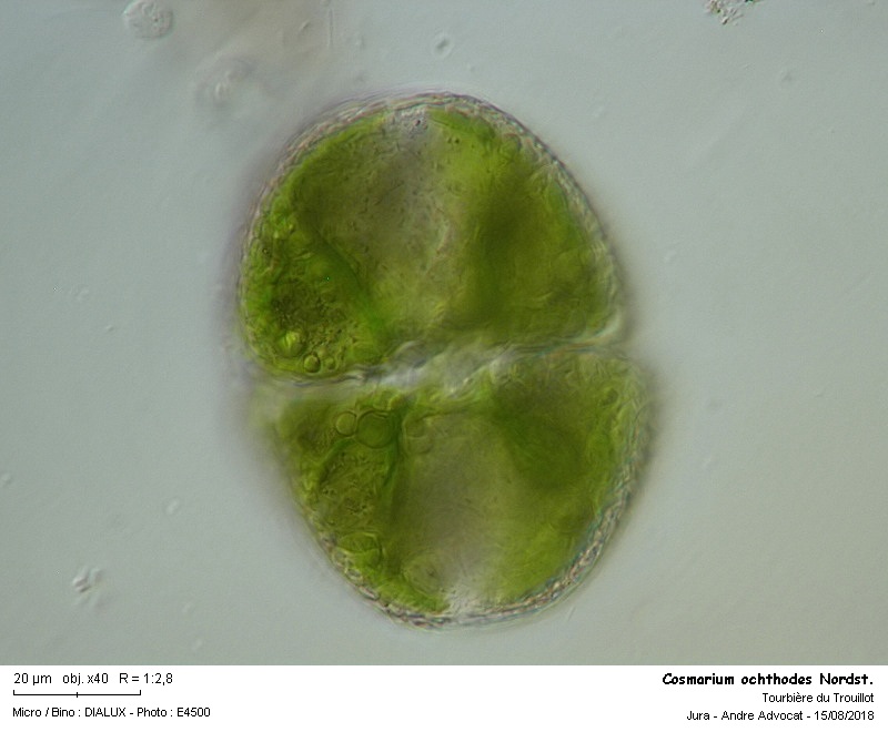Cosmarium ochthodes Nordstedt #73643