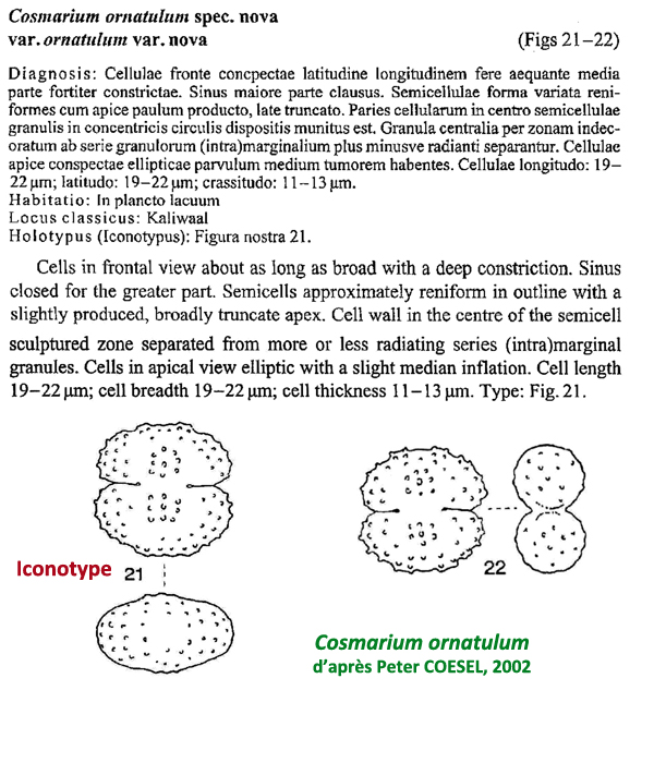 Cosmarium ornatulum Coesel #79679