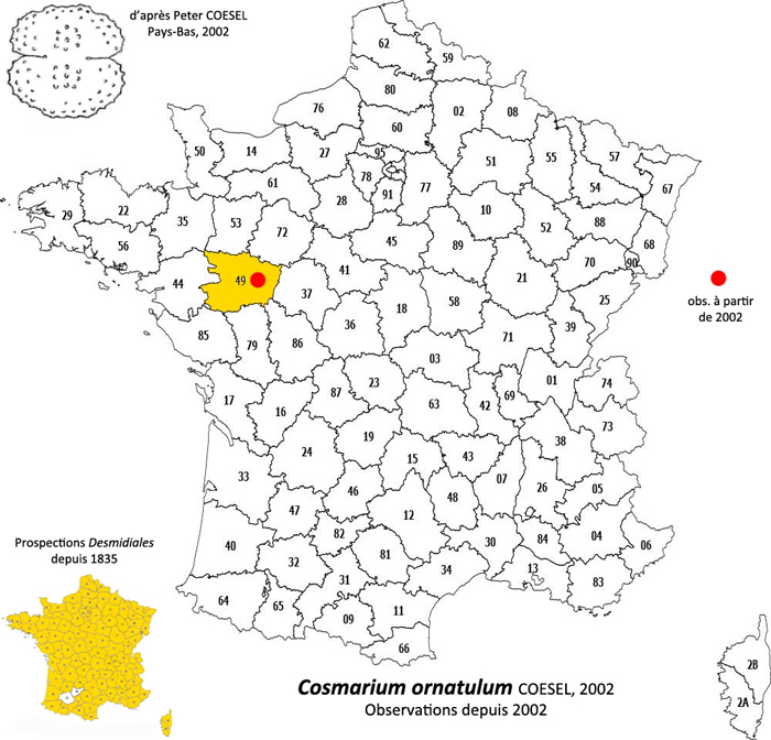 Cosmarium ornatulum Coesel #79678