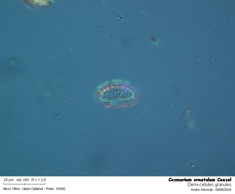 Cosmarium ornatulum Coesel #79670