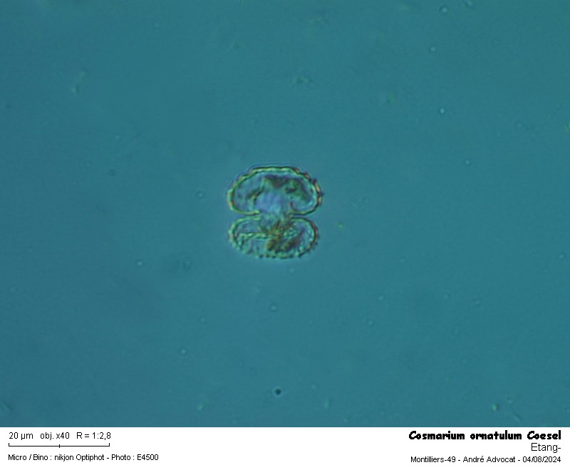 Cosmarium ornatulum Coesel #79669