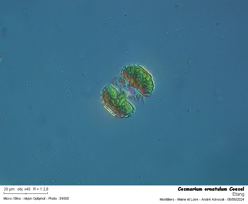 Cosmarium ornatulum Coesel #79668