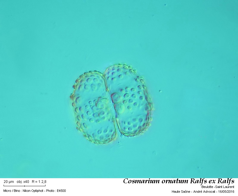 Cosmarium ornatum Ralfs ex Ralfs #45593