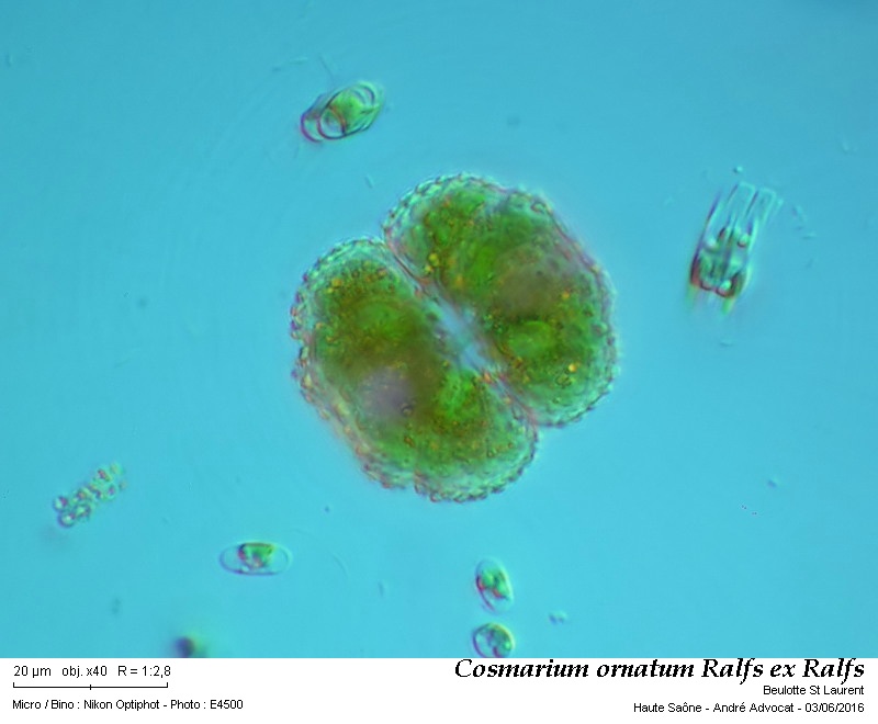 Cosmarium ornatum Ralfs ex Ralfs #45592