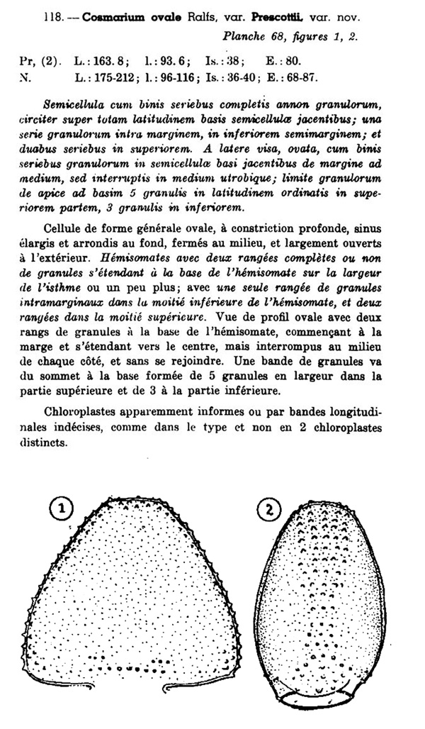 Cosmarium ovale #79006