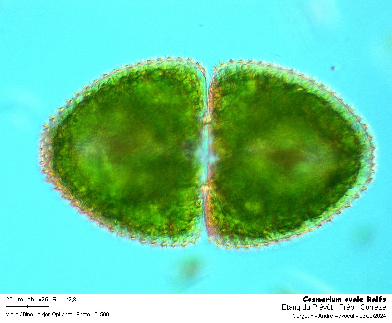 Cosmarium ovale Ralfs #80020