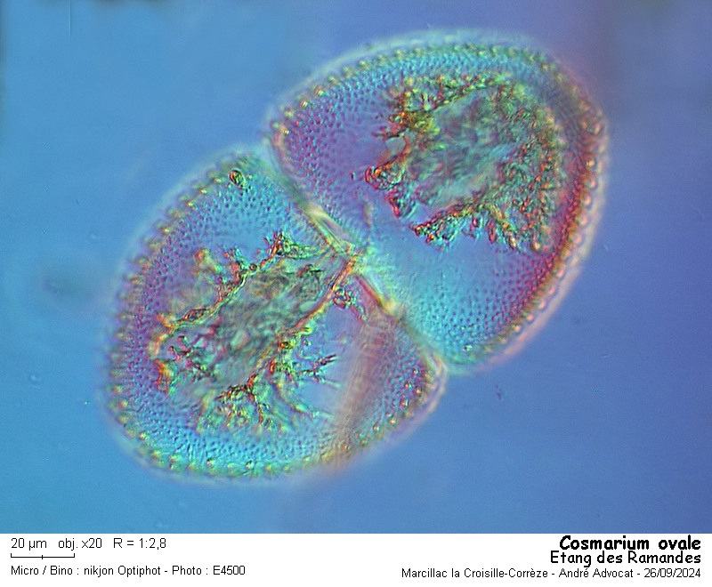 Cosmarium ovale Ralfs #80259