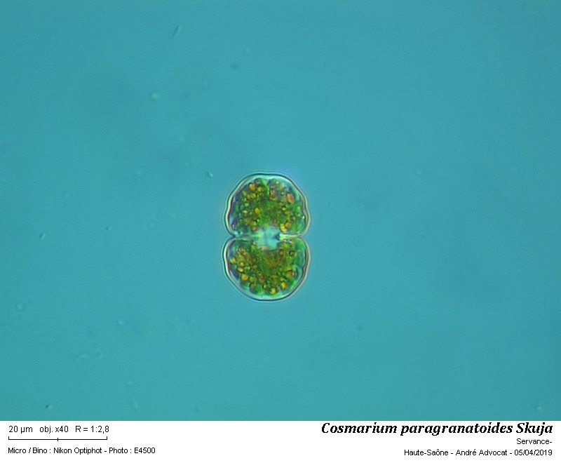 Cosmarium paragranatoides Skuja #58656