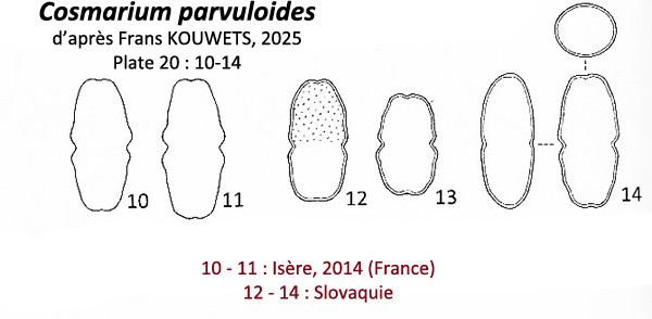 Cosmarium parvuloides Kouwets, 2025 #85640