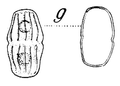 Cosmarium parvuloides Kouwets, 2025 #85641