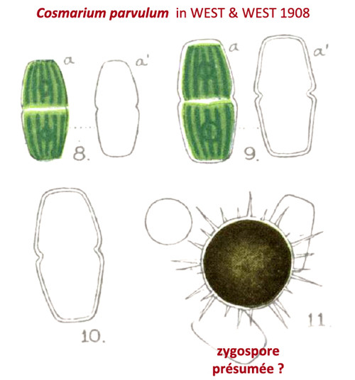 Cosmarium parvuloides Kouwets, 2025 #85638