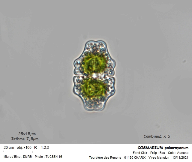 COSMARIUM pokornyanum #68614