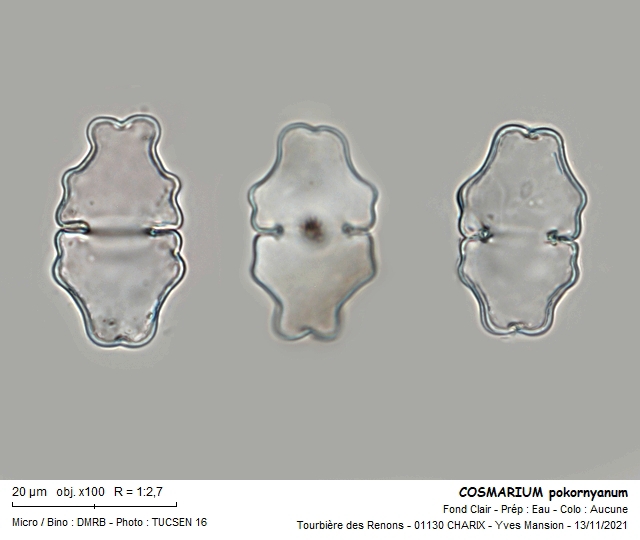 COSMARIUM pokornyanum #68616