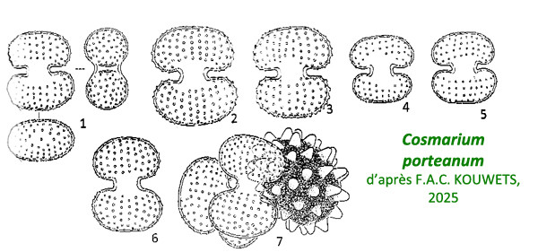 Cosmarium portianum W. Archer #83048