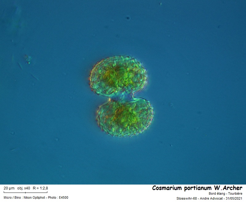 Cosmarium portianum W. Archer #66956