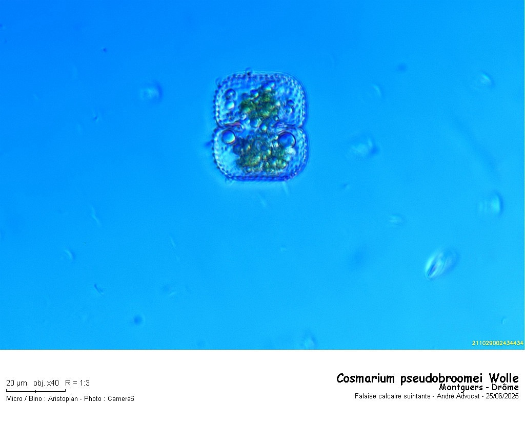 Cosmarium pseudobroomei Wolle #82652