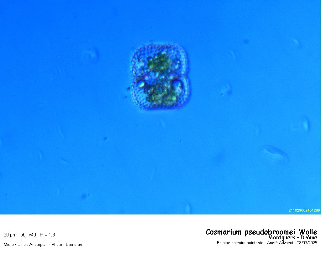 Cosmarium pseudobroomei Wolle #82653
