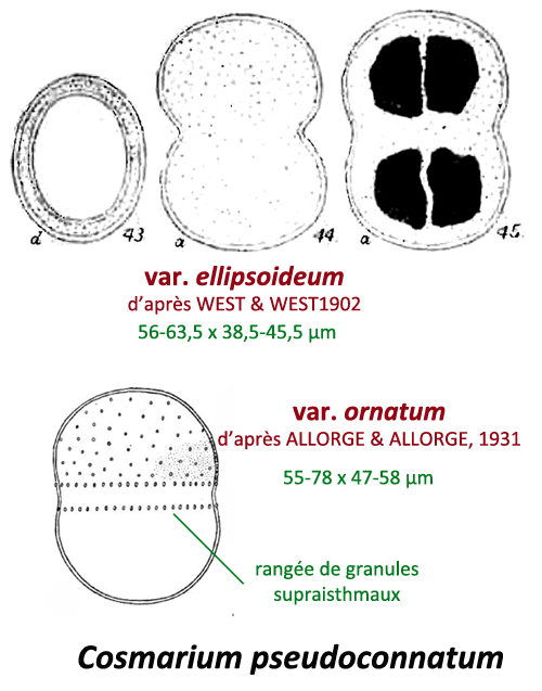 Cosmarium pseudoconnatum Nordstedt #80761