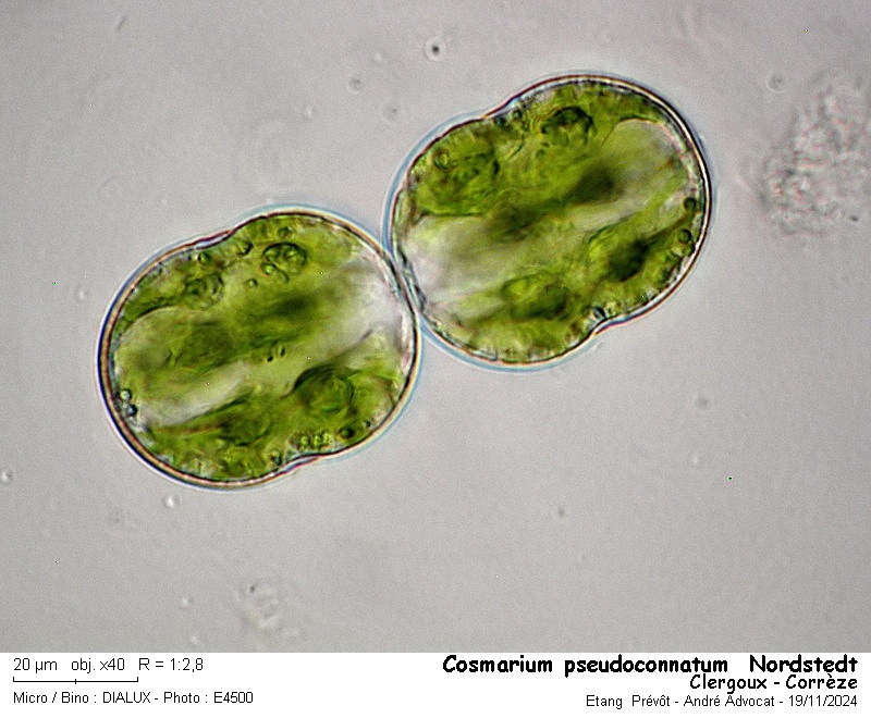 Cosmarium pseudoconnatum Nordstedt #80735