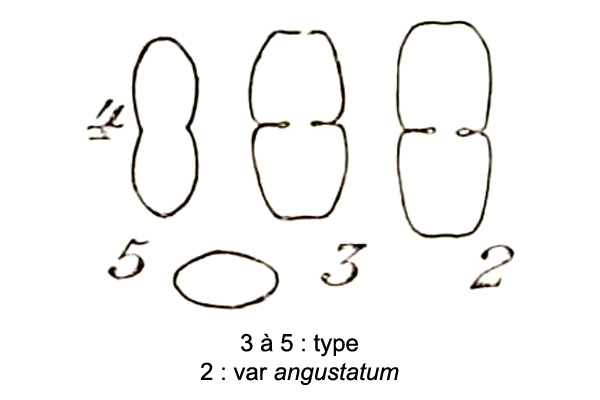 Cosmarium pseudoexiguum #76629