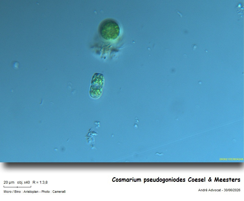 Cosmarium pseudogoniodes Coesel & Meesters #86453