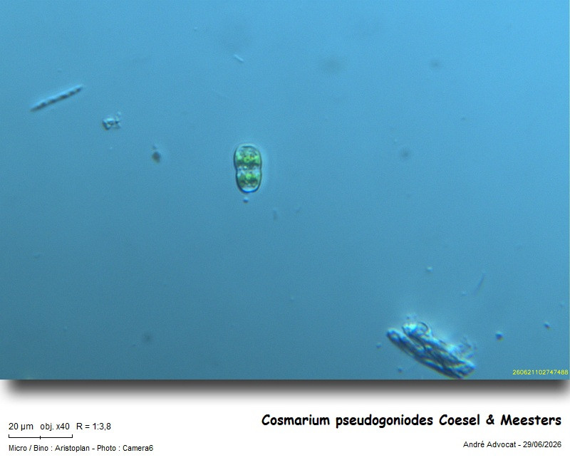Cosmarium pseudogoniodes Coesel & Meesters #86454