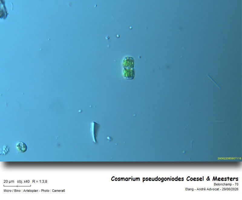 Cosmarium pseudogoniodes Coesel & Meesters #86452