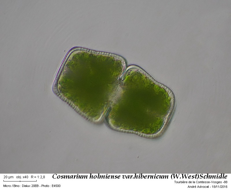 Cosmarium pseudoholmiense F.A.C. Kouwets, 2025 #85318