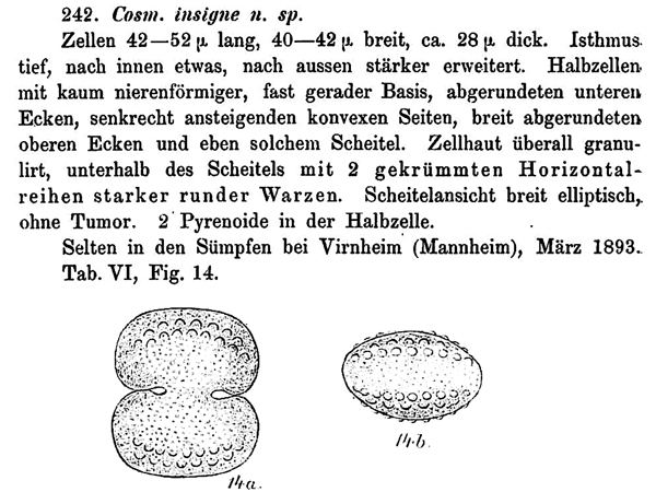Cosmarium pseudoinsigne Prescott & al., 1981 #79449