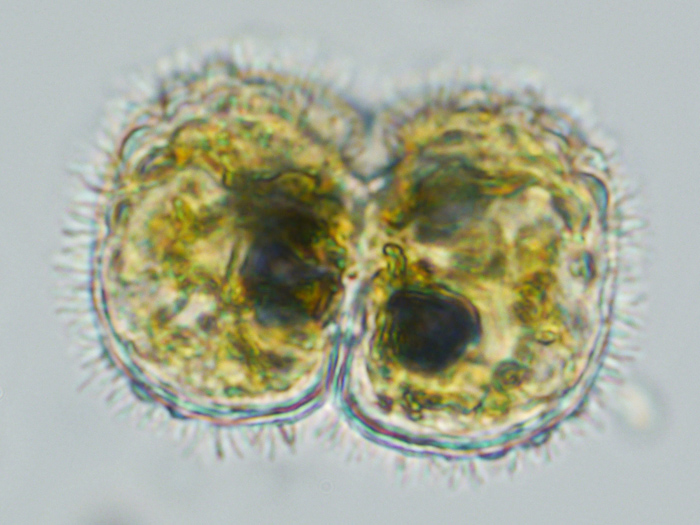 Cosmarium pseudoinsigne Prescott & al., 1981 #68209