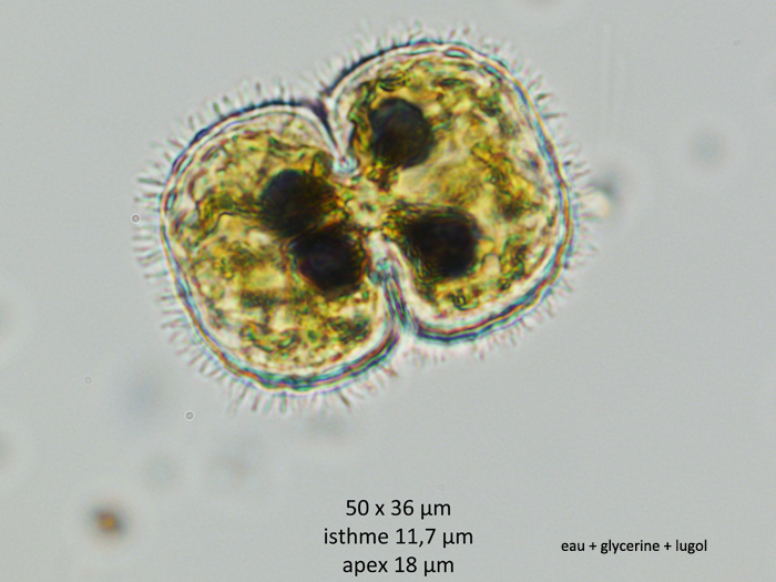 Cosmarium pseudoinsigne Prescott & al., 1981 #68208