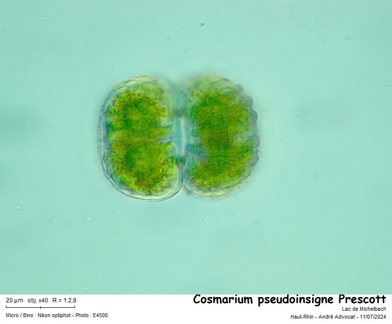 Cosmarium pseudoinsigne Prescott #79411