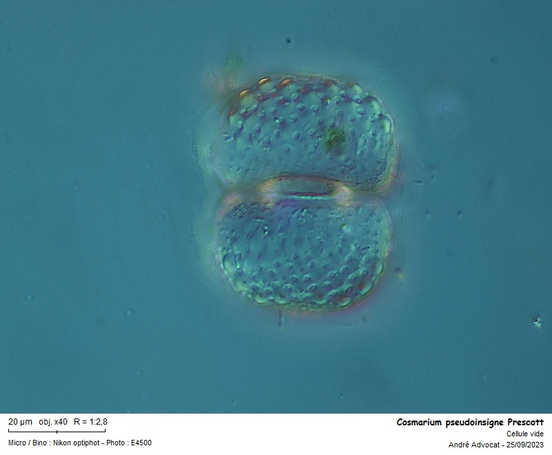 Cosmarium pseudoinsigne Prescott #76572