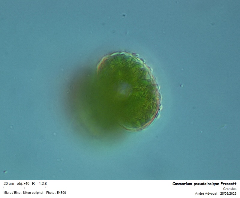 Cosmarium pseudoinsigne Prescott #76569